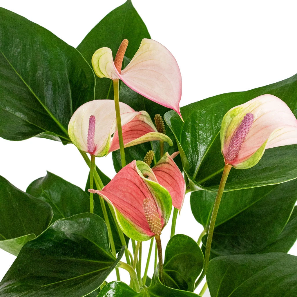 Anthurium - Flamingo Flower - Joli Pulse 4 Anthurium - Flamingo Flower - Joli Pulse - Image 2