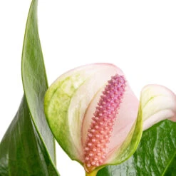 Anthurium - Flamingo Flower - Joli Pulse 18 Anthurium - Flamingo Flower - Joli Pulse -Plant Promotion Store Anthurium Flamingo Flower Joli Pulse SWATCH 2