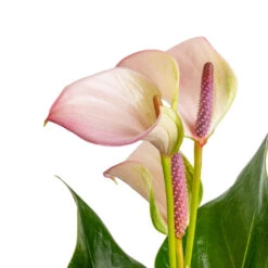 Anthurium - Flamingo Flower - Joli Pulse 15 Anthurium - Flamingo Flower - Joli Pulse -Plant Promotion Store Anthurium Flamingo Flower Joli Pulse SWATCH