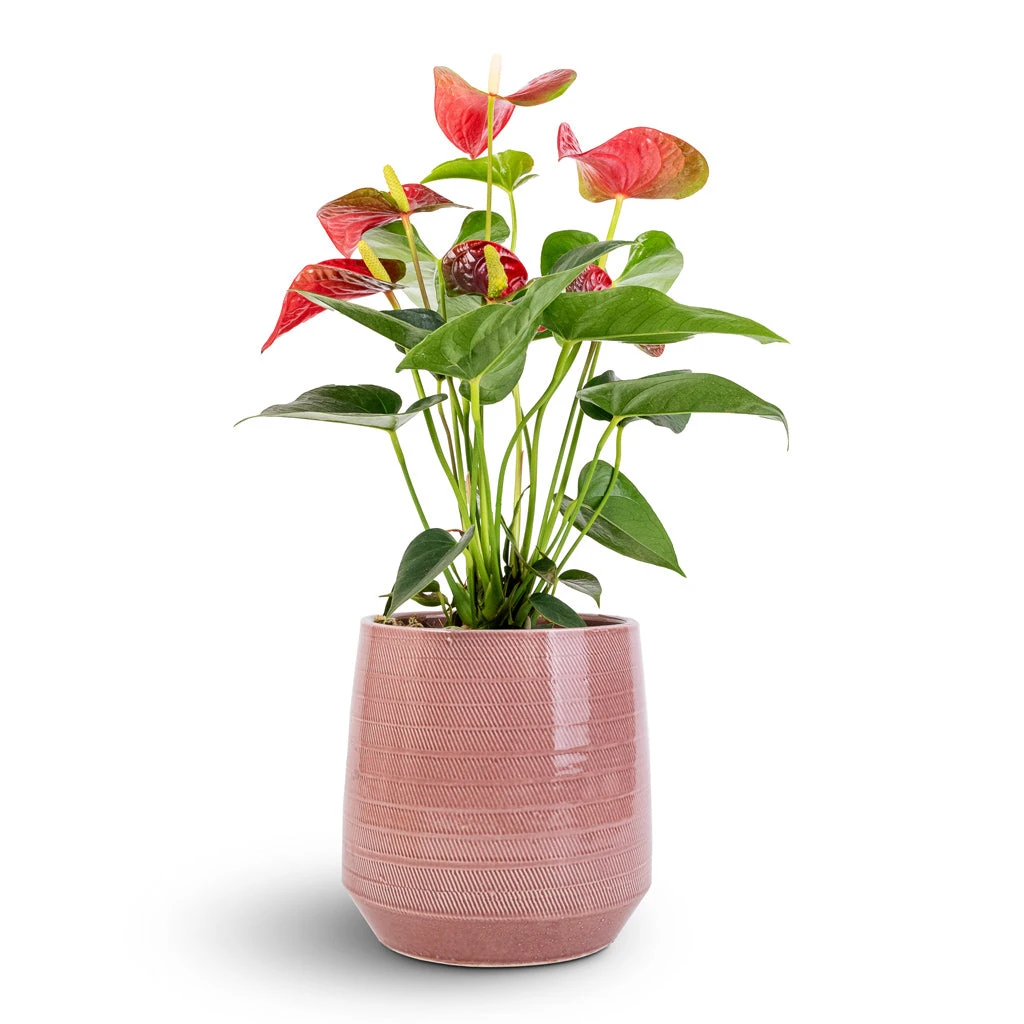 Anthurium - Flamingo Flower - Royal Red 12 Anthurium - Flamingo Flower - Royal Red - Image 10