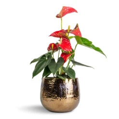Anthurium - Flamingo Flower - Royal Red 22 Anthurium - Flamingo Flower - Royal Red -Plant Promotion Store Anthurium Flamingo Flower Royal Red 12x40cm Yvette Plant Pot Gold 19x16cm