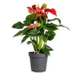 Anthurium - Flamingo Flower - Royal Red 20 Anthurium - Flamingo Flower - Royal Red -Plant Promotion Store Anthurium Flamingo Flower Royal Red 17x55cm