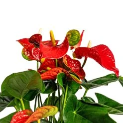 Anthurium - Flamingo Flower - Royal Red 19 Anthurium - Flamingo Flower - Royal Red -Plant Promotion Store Anthurium Flamingo Flower Royal Red SWATCH 2