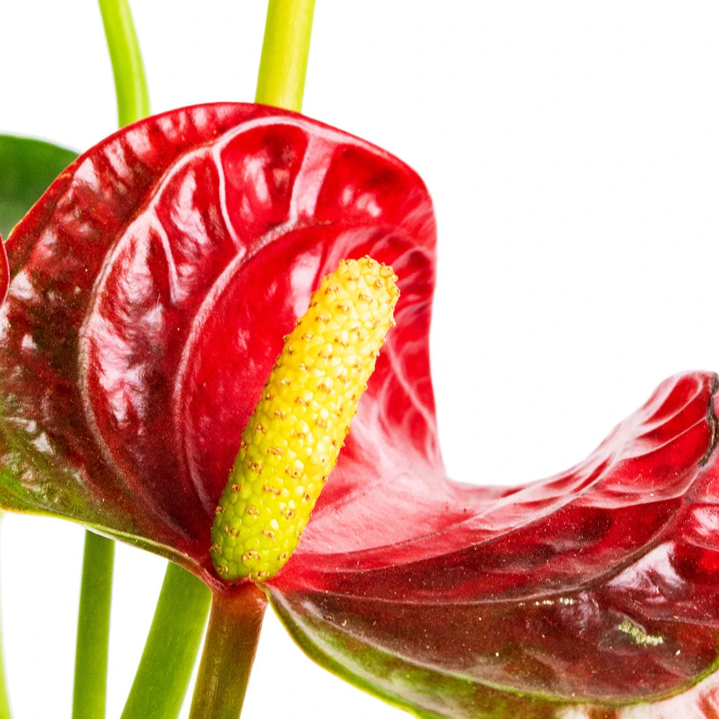 Anthurium - Flamingo Flower - Royal Red 4 Anthurium - Flamingo Flower - Royal Red - Image 2