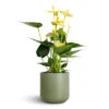 Anthurium - Flamingo Flower - Vanilla 2 Anthurium - Flamingo Flower - Vanilla -Plant Promotion Store Anthurium Flamingo Flower Vanilla 12x40cm Lisbon Plant Pot Sage 13x13cm