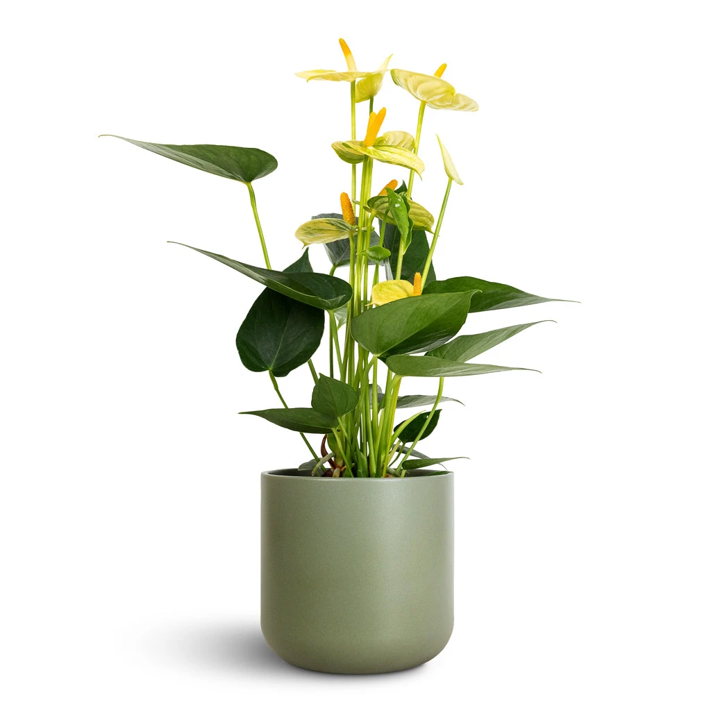 Anthurium - Flamingo Flower - Vanilla 3 Anthurium - Flamingo Flower - Vanilla