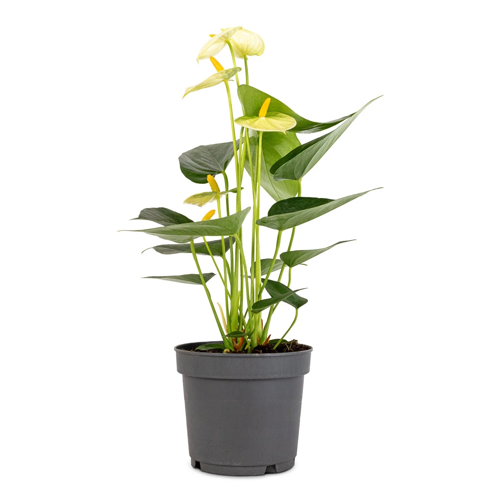 Anthurium - Flamingo Flower - Vanilla 4 Anthurium - Flamingo Flower - Vanilla - Image 2