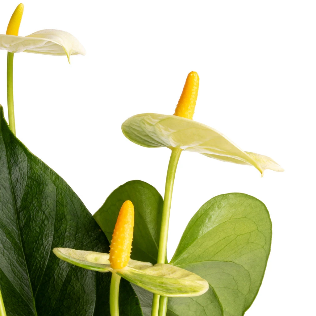 Anthurium - Flamingo Flower - Vanilla 8 Anthurium - Flamingo Flower - Vanilla - Image 6