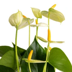 Anthurium - Flamingo Flower - Vanilla 14 Anthurium - Flamingo Flower - Vanilla -Plant Promotion Store Anthurium Flamingo Flower Vanilla SWATCH 3