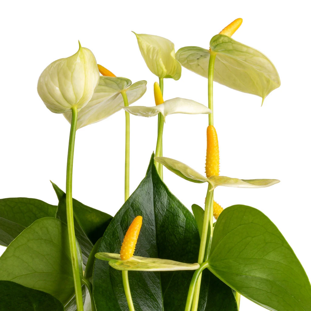 Anthurium - Flamingo Flower - Vanilla 7 Anthurium - Flamingo Flower - Vanilla - Image 5