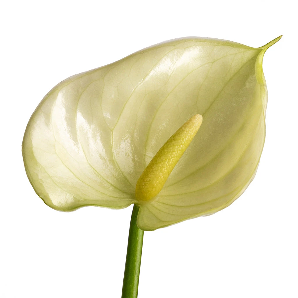 Anthurium - Flamingo Flower - Vanilla 6 Anthurium - Flamingo Flower - Vanilla - Image 4