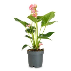 Anthurium - Flamingo Flower - Joli 13 Anthurium - Flamingo Flower - Joli -Plant Promotion Store Anthurium Joli 12x40cm