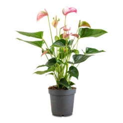 Anthurium - Flamingo Flower - Joli 15 Anthurium - Flamingo Flower - Joli -Plant Promotion Store Anthurium Joli 17x60cm