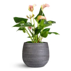 Joyce Plant Pot - Anthracite -Plant Promotion Store Anthurium Joli 9x25cm Joyce Pot Anthracite 15x13cm