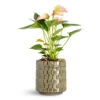 Anthurium - Flamingo Flower - Joli