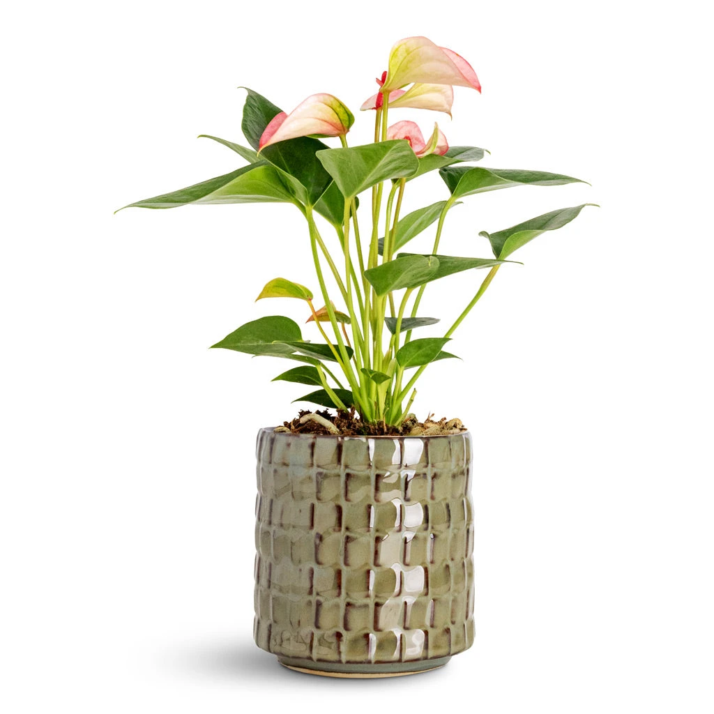 Anthurium - Flamingo Flower - Joli 3 Anthurium - Flamingo Flower - Joli