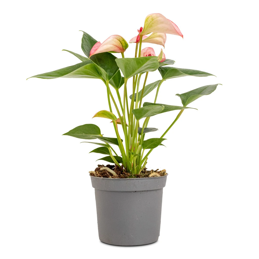Anthurium - Flamingo Flower - Joli 4 Anthurium - Flamingo Flower - Joli - Image 2