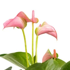 Anthurium - Flamingo Flower - Joli 12 Anthurium - Flamingo Flower - Joli -Plant Promotion Store Anthurium Joli DETAILS 2