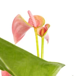 Anthurium - Flamingo Flower - Joli 11 Anthurium - Flamingo Flower - Joli -Plant Promotion Store Anthurium Joli DETAILS