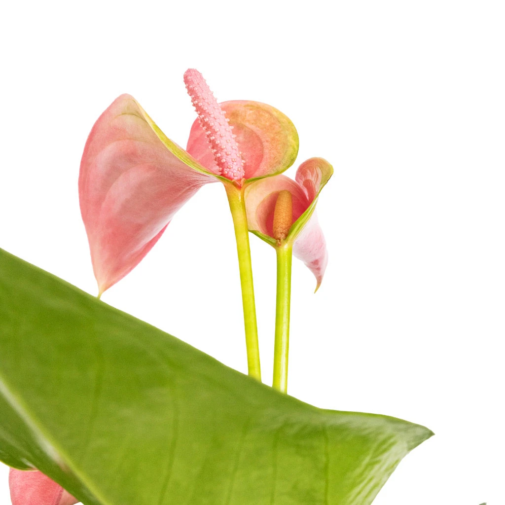 Anthurium - Flamingo Flower - Joli 5 Anthurium - Flamingo Flower - Joli - Image 3