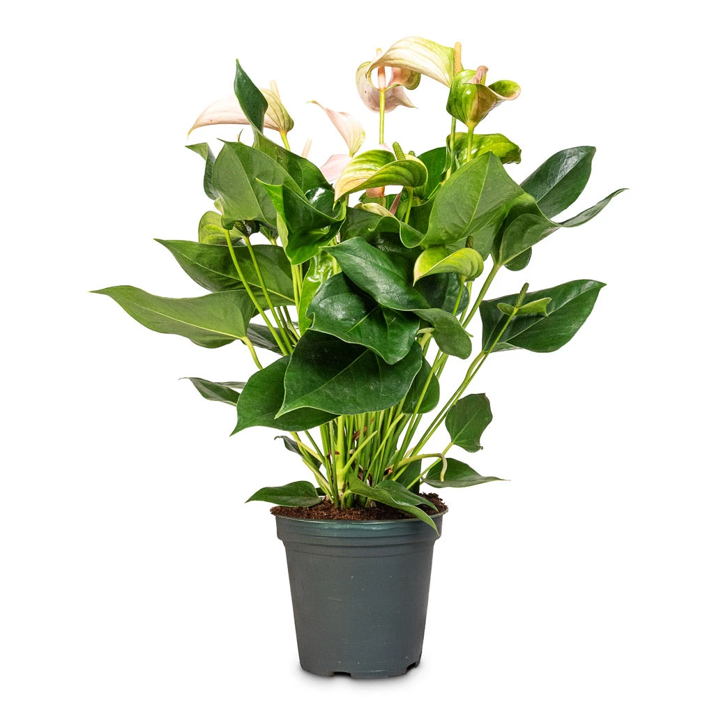 Anthurium - Flamingo Flower - Joli Peach 12 Anthurium - Flamingo Flower - Joli Peach - Image 10