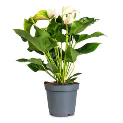 Anthurium - Flamingo Flower - Joli Pulse 20 Anthurium - Flamingo Flower - Joli Pulse -Plant Promotion Store Anthurium Joli Pulse 17x60cm