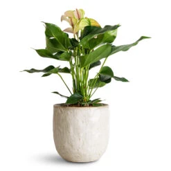 Anthurium - Flamingo Flower - Joli Pulse 17 Anthurium - Flamingo Flower - Joli Pulse -Plant Promotion Store Anthurium Joli Pulse 17x60cm Brian Pot Ivory 23x22cm
