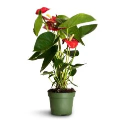 Anthurium - Flamingo Flower - Royal Red 18 Anthurium - Flamingo Flower - Royal Red -Plant Promotion Store Anthurium Royal Champion 2