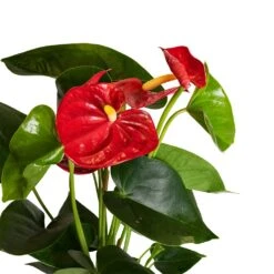 Anthurium - Flamingo Flower - Royal Red 21 Anthurium - Flamingo Flower - Royal Red -Plant Promotion Store Anthurium Royal Champion Close Up