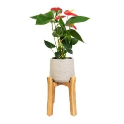 Patt Plant Pot - Tall Stand - Grey Washed -Plant Promotion Store Anthurium Royal Champion Royal Red 12x40cm Patt Plant Pot Tall Stand Grey Washed 23x34cm 85cd720c 37ab 41e7 bbf4 897eb461dab9