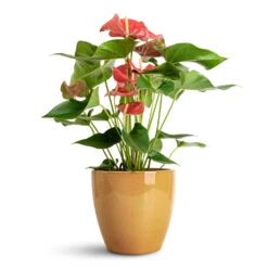 Sven Plant Pot - Mustard 14 Sven Plant Pot - Mustard -Plant Promotion Store Anthurium Royal Red 17x60cm Sven Pot Mustard 20x19cm 1