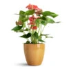 Anthurium - Flamingo Flower - Royal Red