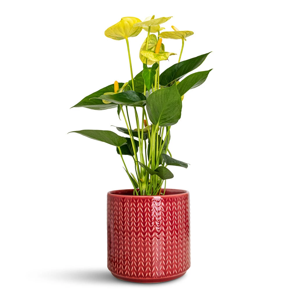 Chevron Plant Pot - Ruby 6 Chevron Plant Pot - Ruby - Image 4