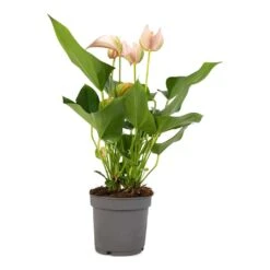 Anthurium - Flamingo Flower - Joli Peach 20 Anthurium - Flamingo Flower - Joli Peach -Plant Promotion Store Anthurium andraeanum Joli Peach