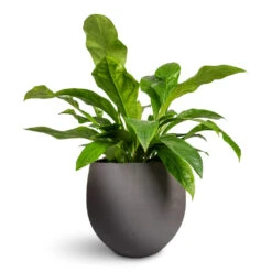 Mini Orb Kevan Plant Pot - Black Washed -Plant Promotion Store Anthurium elipticum Jungle Bush 24x60cm Mini Orb Kevan Plant Pot Black Washed 39x35cm 1