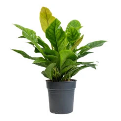 Anthurium Elipticum - Jungle Bush -Plant Promotion Store Anthurium elipticum Jungle Bush 24x60m
