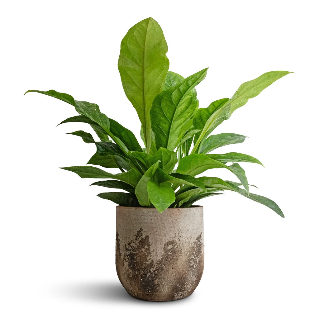 Albero Plant Pot - Cement 13 Albero Plant Pot - Cement - Image 11