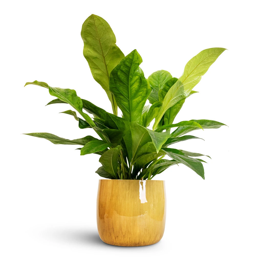 Babet Plant Pot - Camel 10 Babet Plant Pot - Camel - Image 8