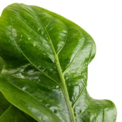 Anthurium Elipticum - Jungle Bush -Plant Promotion Store Anthurium elipticum Jungle Bush SWATCH