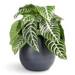 Aphelandra Squarrosa Botanica - Zebra Plant 10 Aphelandra Squarrosa Botanica - Zebra Plant -Plant Promotion Store Aphelandra squarrosa Botanica Zebra Plant 13x35cm Esra Plant Pot Graphite 18x16cm