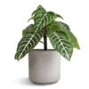 Aphelandra Squarrosa Botanica - Zebra Plant 2 Aphelandra Squarrosa Botanica - Zebra Plant -Plant Promotion Store Aphelandra squarrosa Botanica Zebra Plant 13x35cm Leon Plant Pot Cement 14.5x12cm 7792f0de a152 499b 97a5 63e03727b62f