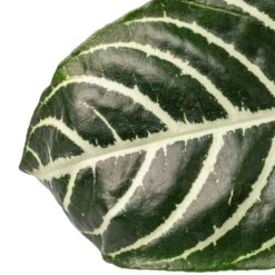 Aphelandra Squarrosa Botanica - Zebra Plant 12 Aphelandra Squarrosa Botanica - Zebra Plant -Plant Promotion Store Aphelandra squarrosa Botanica Zebra Plant SWATCH 2