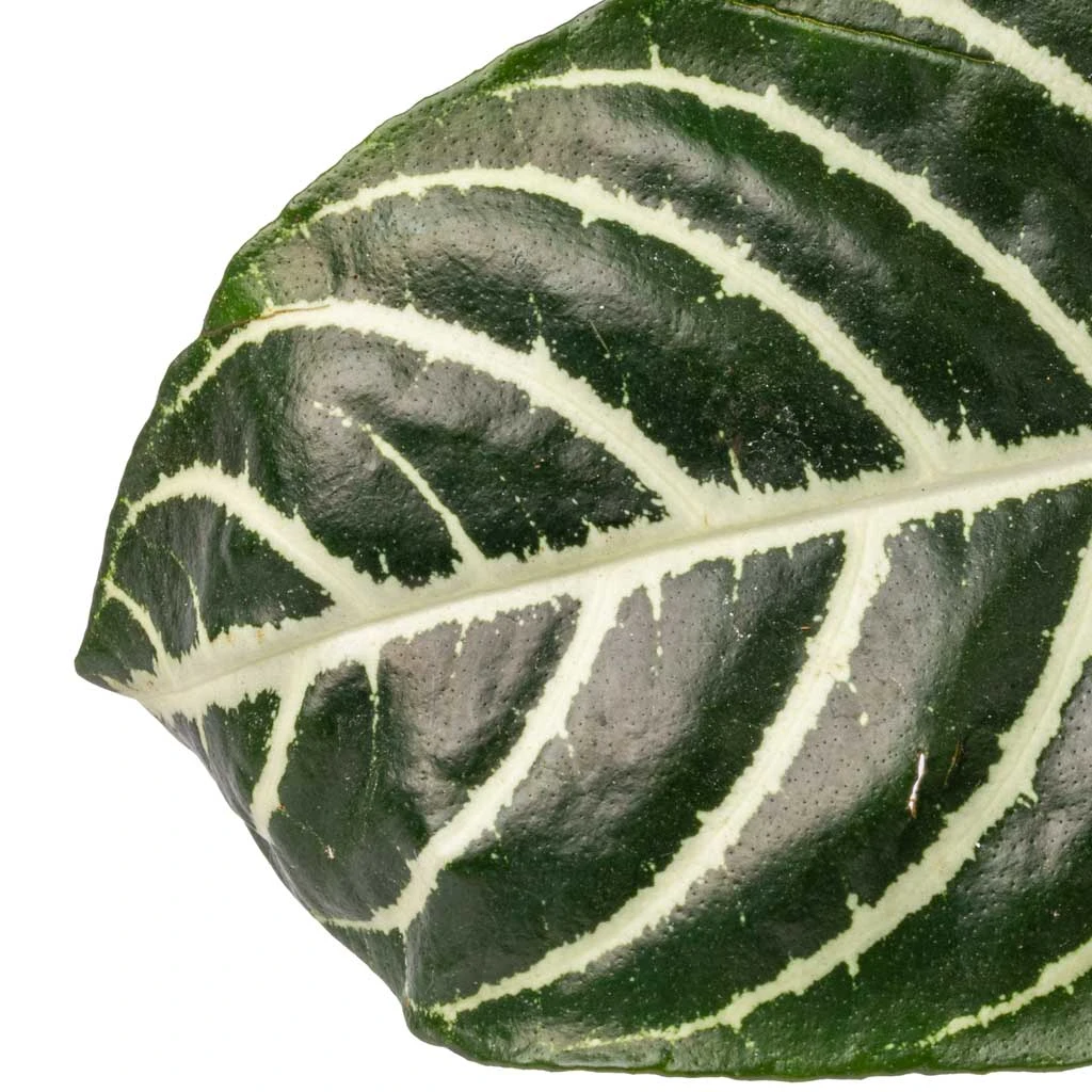 Aphelandra Squarrosa Botanica - Zebra Plant 7 Aphelandra Squarrosa Botanica - Zebra Plant - Image 5