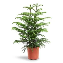 Araucaria Heterophylla - Norfolk Island Pine 33 Araucaria Heterophylla - Norfolk Island Pine -Plant Promotion Store Araucaria Heterophylla Norfolk Island Pine 22x90cm