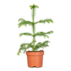 Araucaria Heterophylla - Norfolk Island Pine 35 Araucaria Heterophylla - Norfolk Island Pine -Plant Promotion Store Araucaria heterophylla Norfolk Island Pine 10x30cm