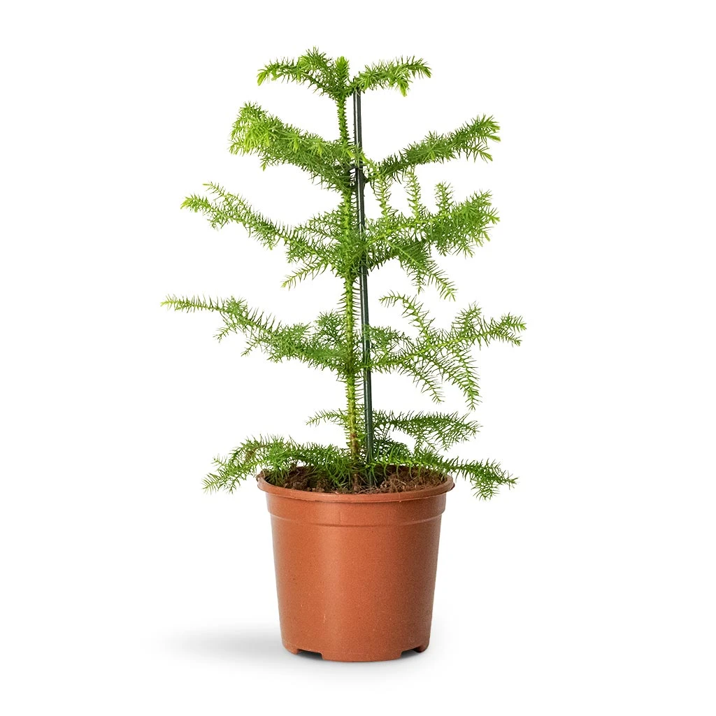 Araucaria Heterophylla - Norfolk Island Pine 11 Araucaria Heterophylla - Norfolk Island Pine - Image 9
