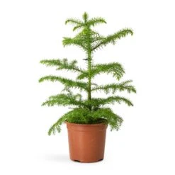 Araucaria Heterophylla - Norfolk Island Pine 24 Araucaria Heterophylla - Norfolk Island Pine -Plant Promotion Store Araucaria heterophylla Norfolk Island Pine 14x45cm 3