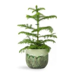 Araucaria Heterophylla - Norfolk Island Pine 26 Araucaria Heterophylla - Norfolk Island Pine -Plant Promotion Store Araucaria heterophylla Norfolk Island Pine 14x45cm Moon Plant Pot Jungle 17x15cm