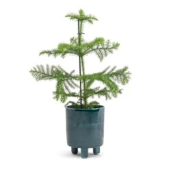 Araucaria Heterophylla - Norfolk Island Pine 29 Araucaria Heterophylla - Norfolk Island Pine -Plant Promotion Store Araucaria heterophylla Norfolk Island Pine 14x45cm Pisa Plant Pot Emerald 16x19cm a71f3462 0bba 4240 a52a a73205f3a1b3