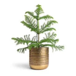Solis Embossed Plant Pot - Gold -Plant Promotion Store Araucaria heterophylla Norfolk Island Pine 14x45cm Solis Embossed Plant Pot Gold 18x18cm c60d590a fbe8 4622 b442 f6cb17eca204